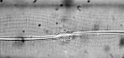 Image of <i>Gyrosigma terryanum</i>