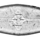 Image of Navicula zeta Cleve 1895