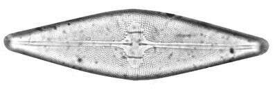 Image of Bacillariophycidae