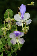 Image of Blue cat's whiskers