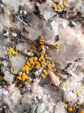 Image of Hidden goldspeck lichen