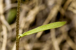 Image of Gordon's bladderpod