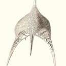 Image of Pteroscenium pinnatum Haeckel 1887