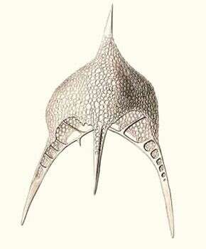 Image of Pteroscenium Haeckel 1881