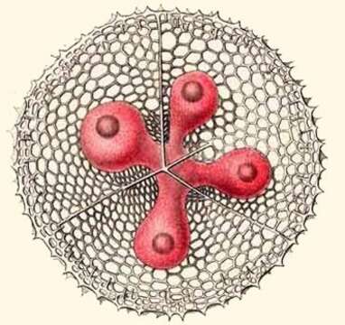 Image of Lampromitra coronata Haeckel 1887