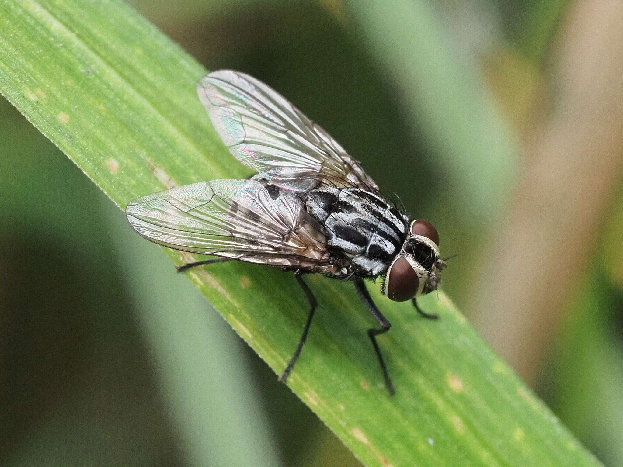 Image of House fly