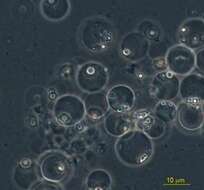 Image of Opalozoa