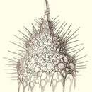 Image of Calocyclas monumentum Haeckel 1887