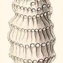 Sivun Siphocampe lineata (Ehrenberg) Nigrini 1977 kuva