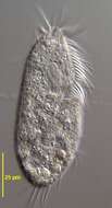 Image of Gonostomatidae