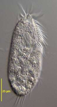 Image of Gonostomum affine