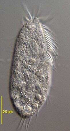 Gonostomatidae的圖片