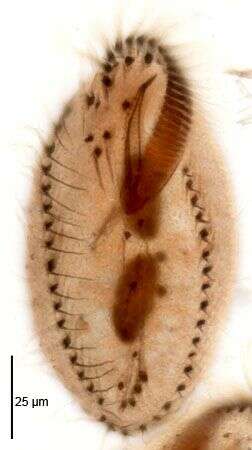 Stylonychinae resmi