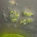 Sivun Dimorphococcus lunatus kuva