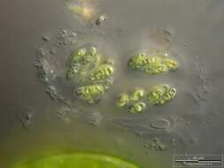 Image of Dimorphococcus Braun 1855