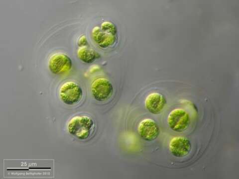 Image of unclassified Chlorophyceae