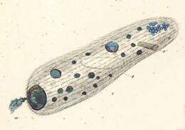 Imagem de Nassulopsis elegans (Ehrenberg 1834) Foissner, Berger & Kohmann 1994