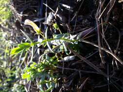 Image de Gratiole Officinale