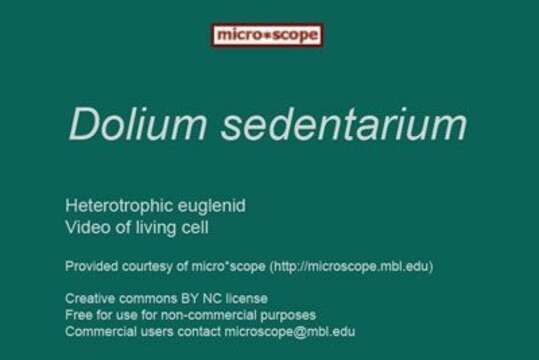 Image of Dolium sedentarium Larsen & Patterson 1990