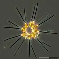 Image of Asterionella japonica