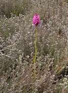 صورة Anacamptis pyramidalis (L.) Rich.