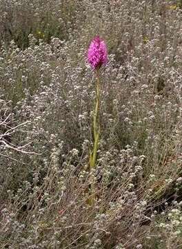 Image of Pyramidal orchid