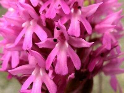 صورة Anacamptis pyramidalis (L.) Rich.