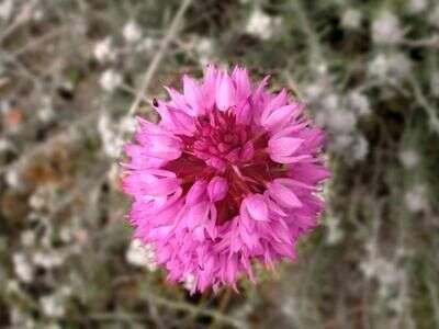 صورة Anacamptis pyramidalis (L.) Rich.