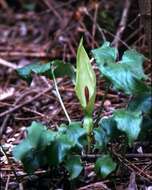 Image of Arum Lilies