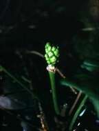 Image of Arum Lilies