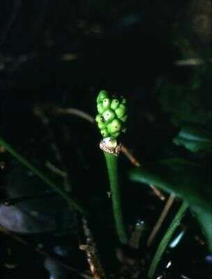 Image of Arum Lilies