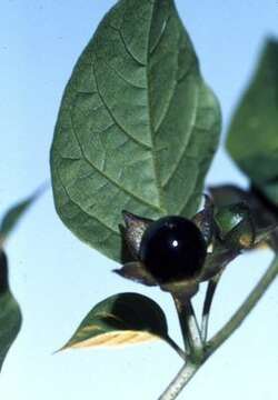 Image of belladonna