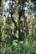 Image of Helleborine