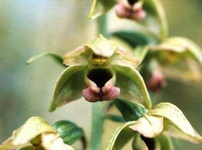 Image of Helleborine