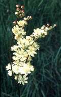 Plancia ëd Filipendula