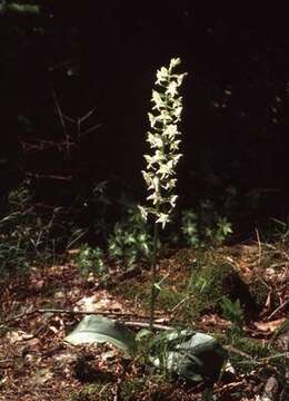 Image of Rein Orchids