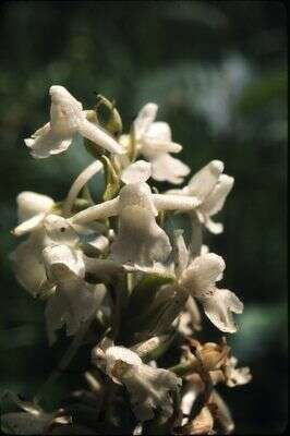 Image of Rein Orchids