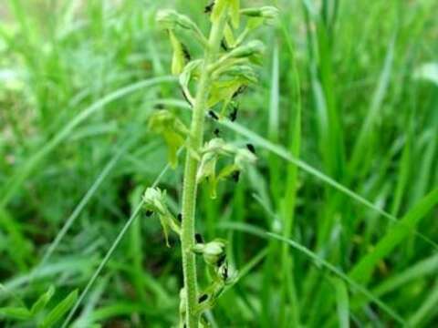 Image of Common twayblade