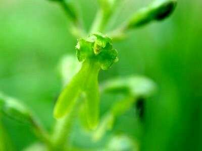 Image of Common twayblade