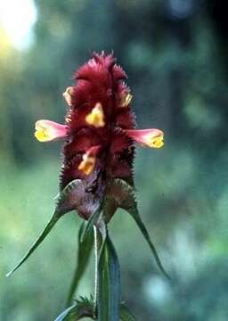 Image of Crested Cow-wheat