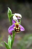 Image of Bee orchid