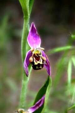 Image of Bee orchid