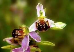 Image of Bee orchid