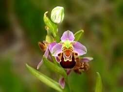 Image of Bee orchid