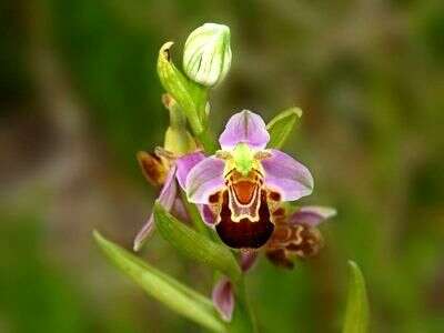 Image of Bee orchid