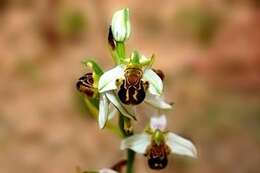 Image of Bee orchid