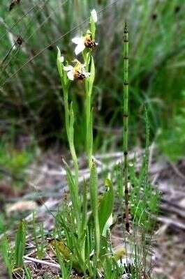 Image of Bee orchid