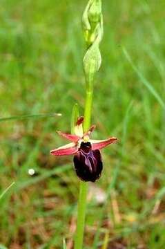 Image of Ophrys arachnitiformis Gren. & Philippe