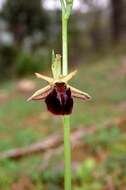 Image of Ophrys arachnitiformis Gren. & Philippe