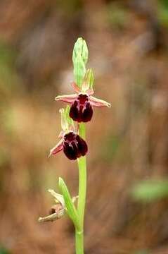 Image of Ophrys arachnitiformis Gren. & Philippe